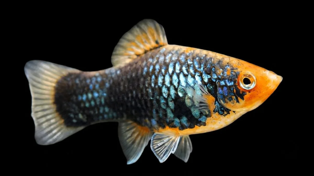 Gambar ikan platy tuxedo