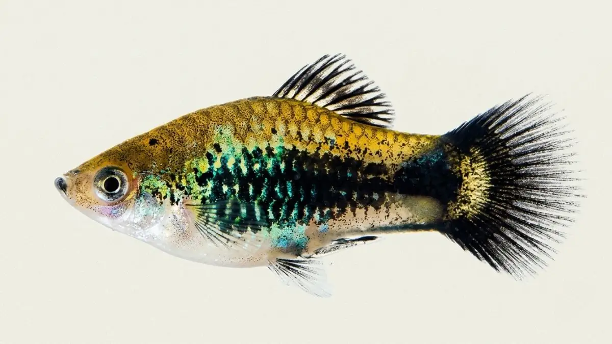 Gambar ikan platy tuxedo
