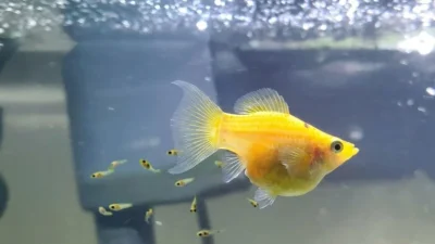 Gambar indukan ikan molly