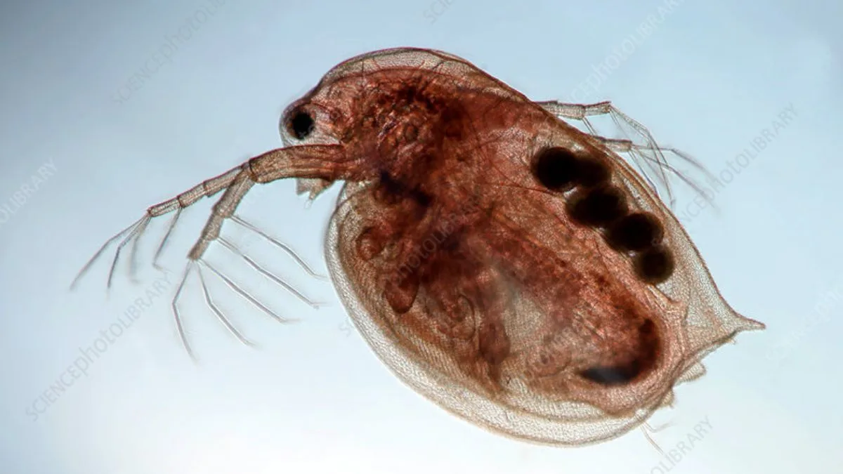 Gambar kutu air magna makanan ikqn danio