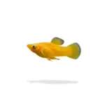 Molly Gold Long Roundtail