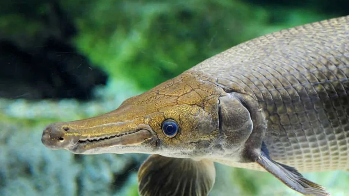 gambar-alligator-gar-ikan-hias-yang-bisa-besar Gambar ikan hias yang bisa besar Alligator gar