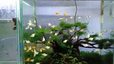 Aquascape molly