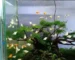 Aquascape molly