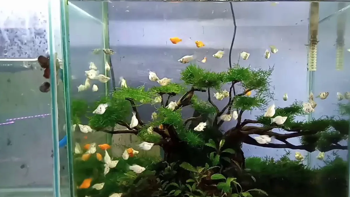 Aquascape molly