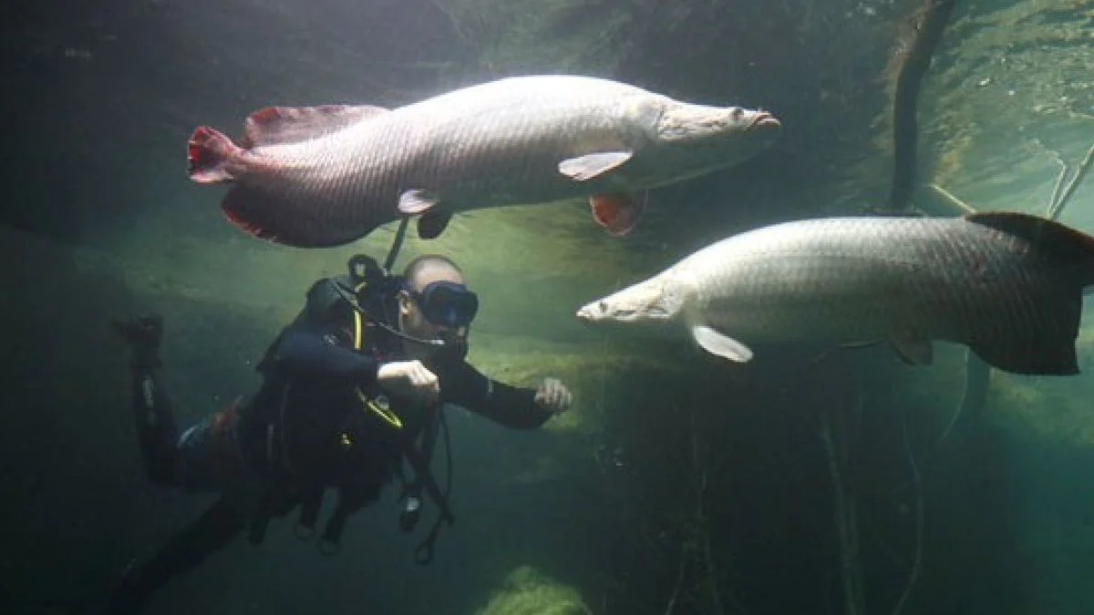 gambar-arapima-gigas-ikan-hias-yang-bisa-besar Gambar ikan hias yang bisa besar