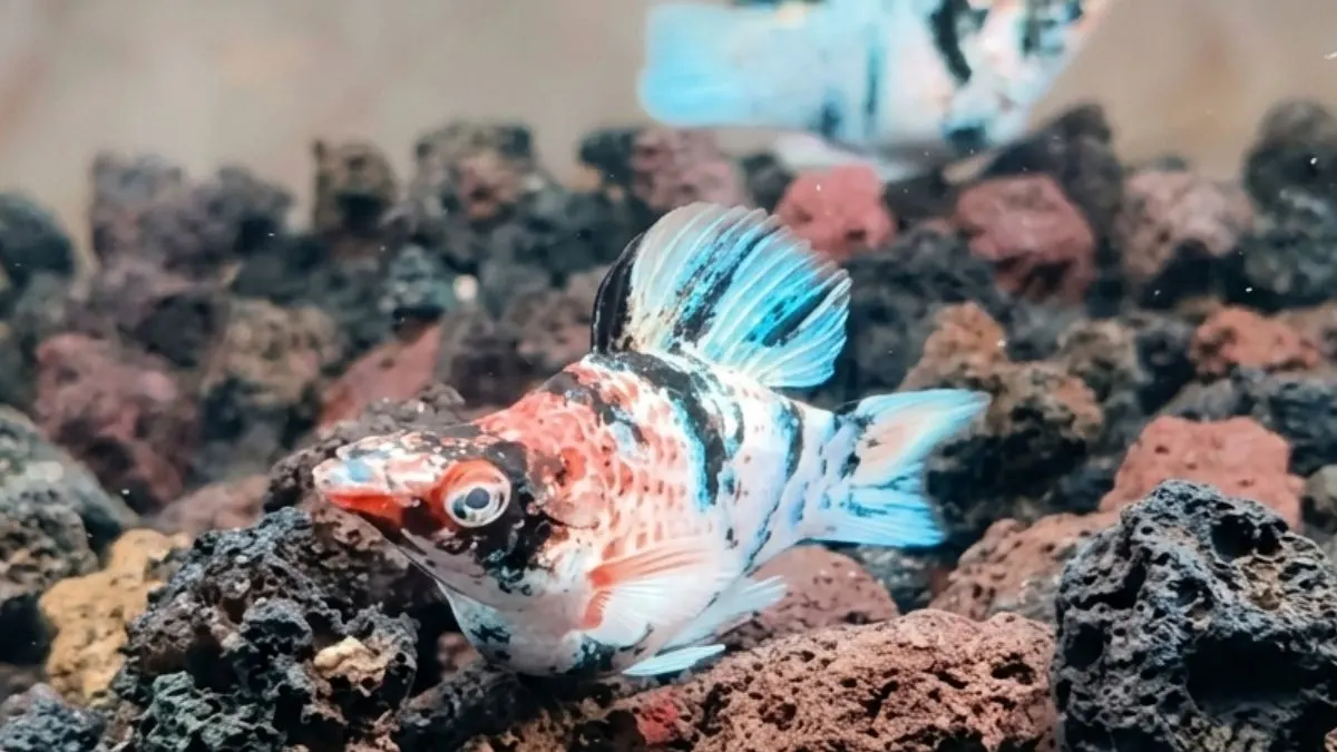 Gambar harga ikan molly red head