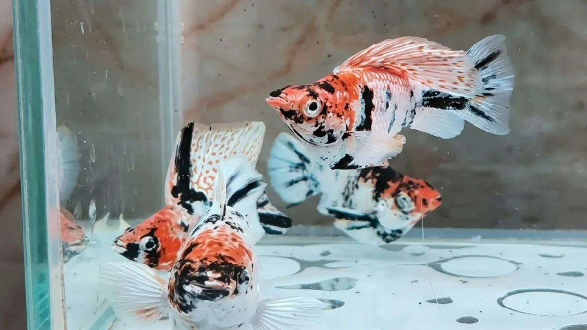 Gambar harga ikan molly red head