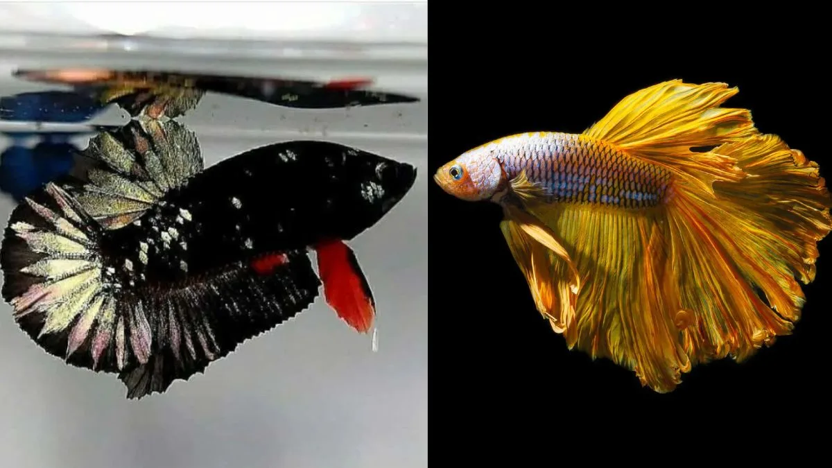Gambar ikan cupang aduan vs ikan cupang hias