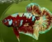 Gambar ikan cupang barongsai