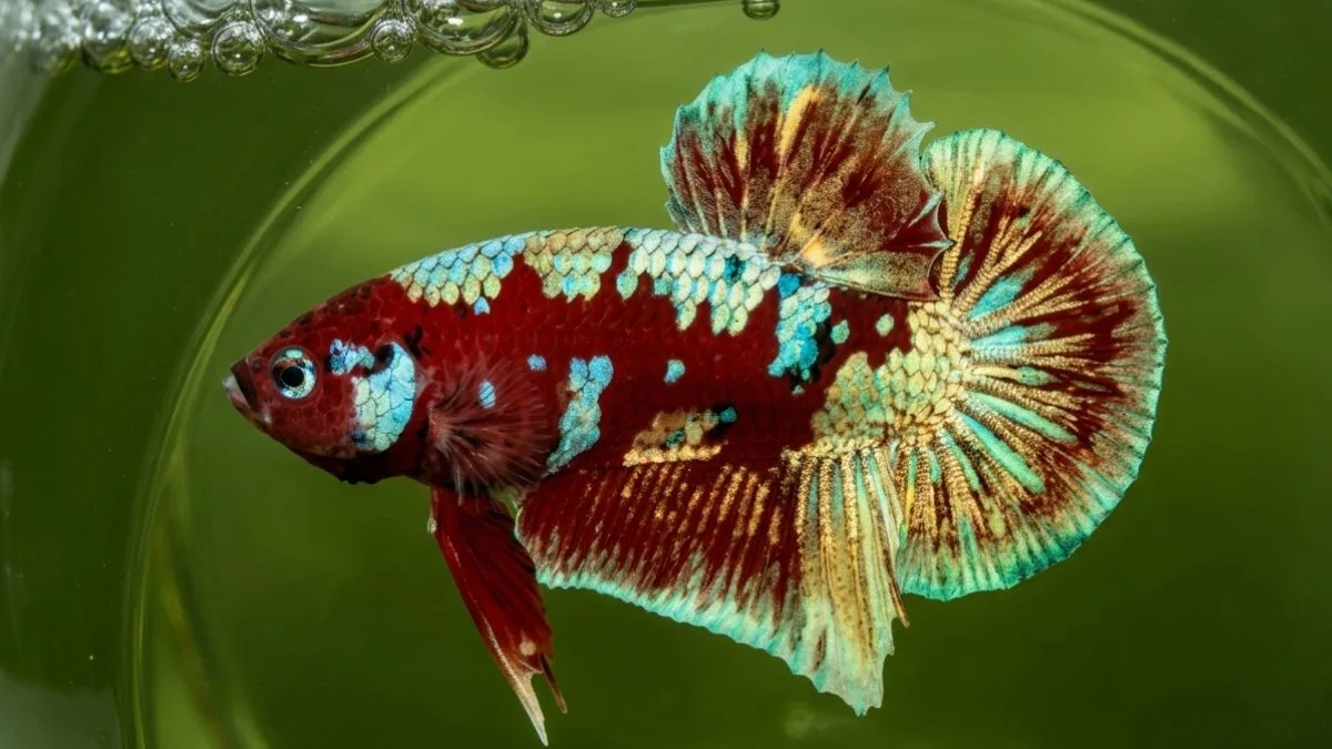 gambar-ikan-cupang-barongsai (9) Gambar ikan cupang barongsai