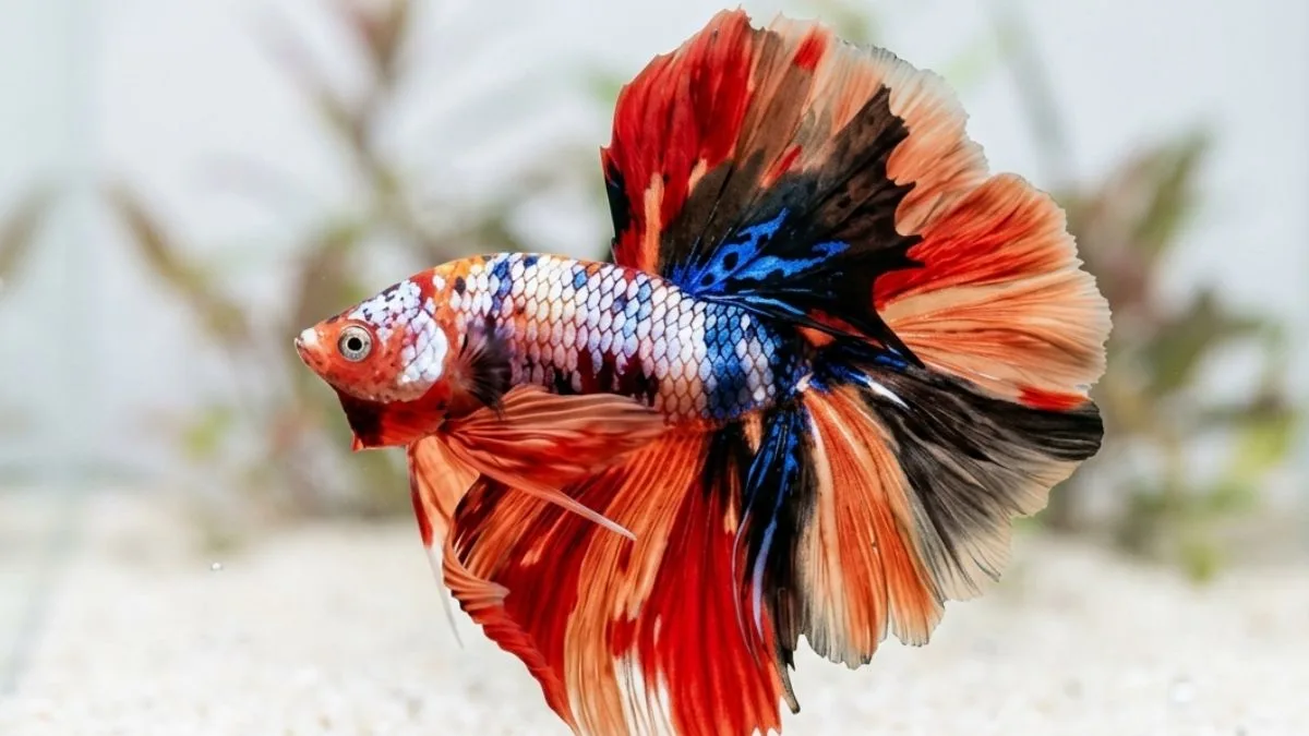 gambar-ikan-cupang-halfmoon-multicolor ikan cupang halfmoon multicolor