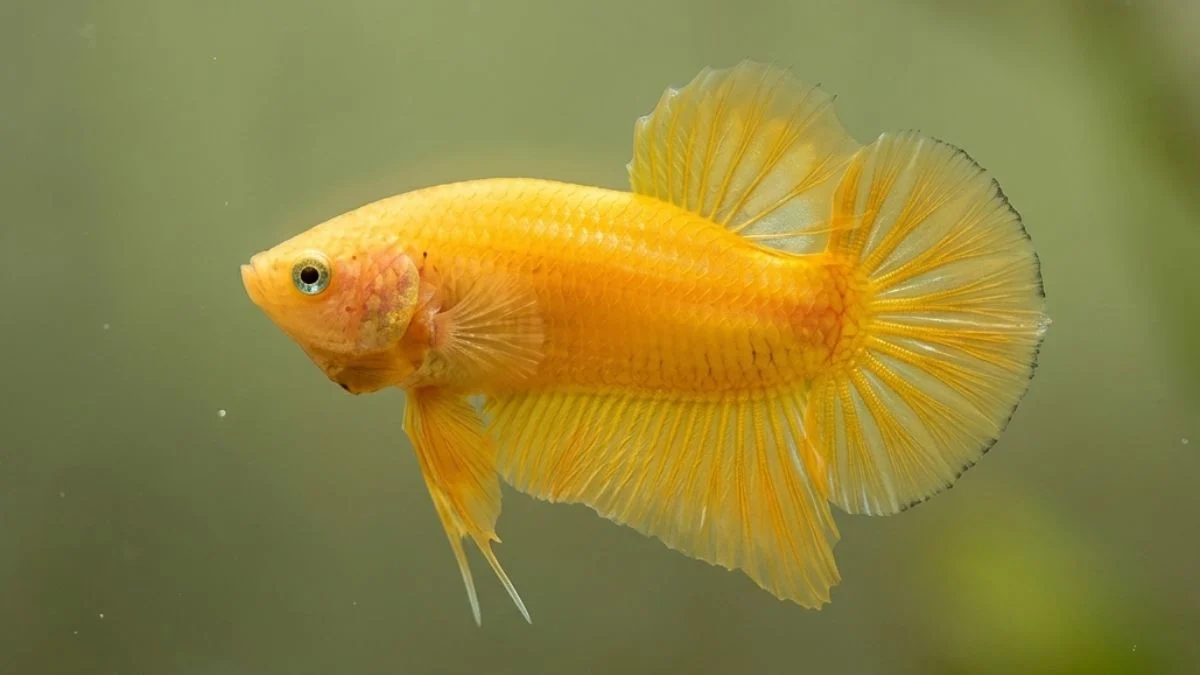 gambar-ikan-cupang-kuning-yellow-plakat Gambar ikan cupang kuning yellow plakat