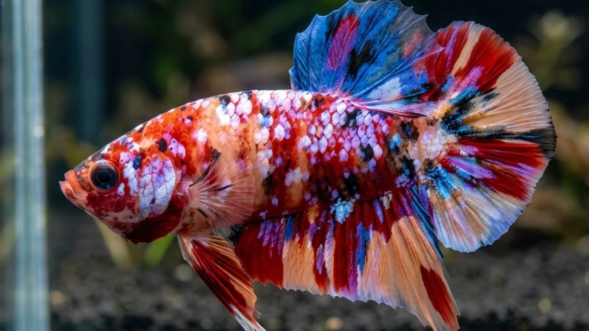 gambar-ikan-cupang-plakat-multicolor (1) ikan cupang plakat multicolor