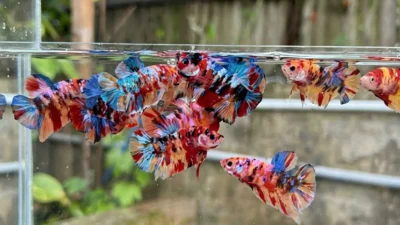 ikan cupang plakat multicolor