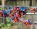ikan cupang plakat multicolor