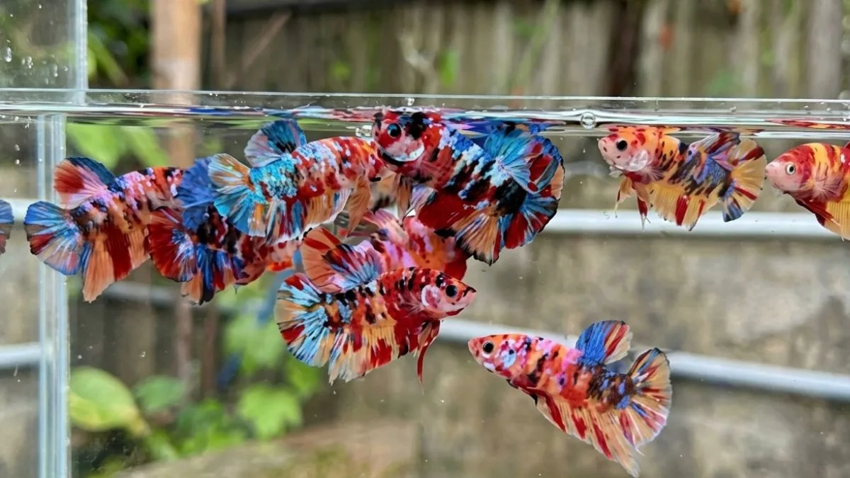 gambar-ikan-cupang-plakat-multicolor (2) ikan cupang plakat multicolor