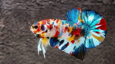 ikan cupang multicolor