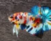 ikan cupang multicolor