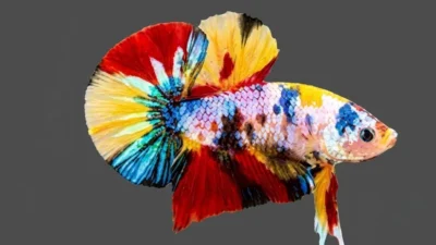 gambar-ikan-cupang-plakat-multicolor (4) ikan cupang multicolor