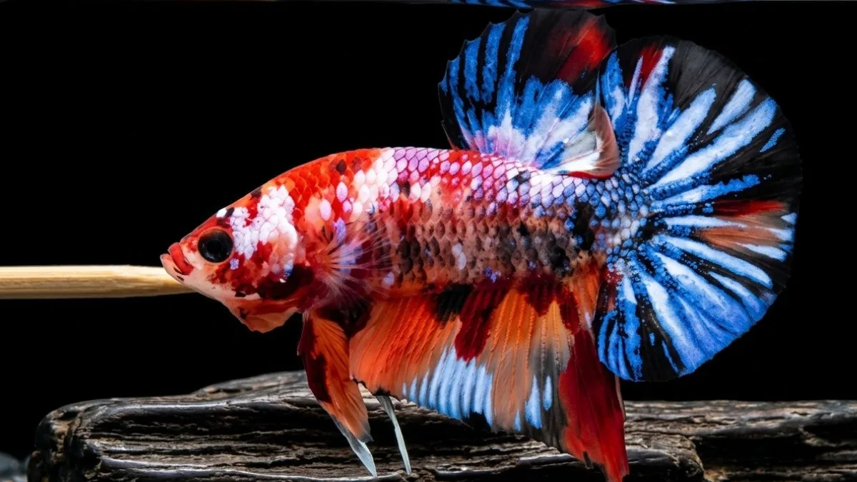 gambar-ikan-cupang-plakat-multicolor (5) ikan cupang multicolor