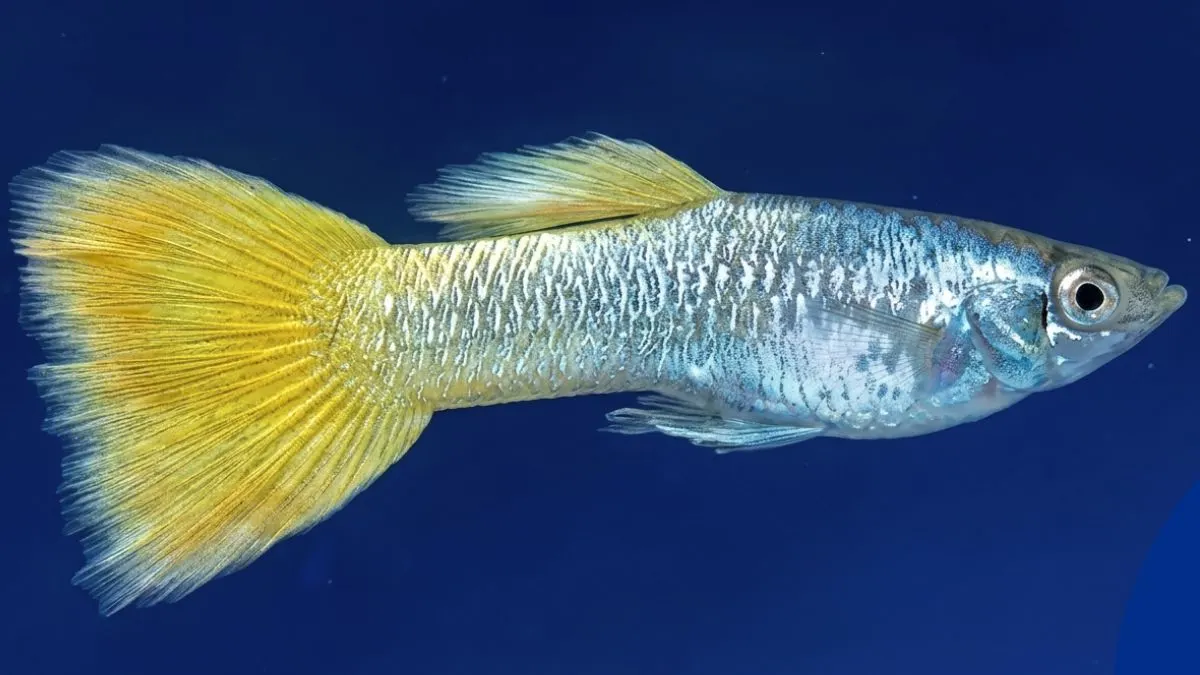 gambar-ikan-guppy-yellow-micarif (1) Gambar ikan guppy yeloow micarif