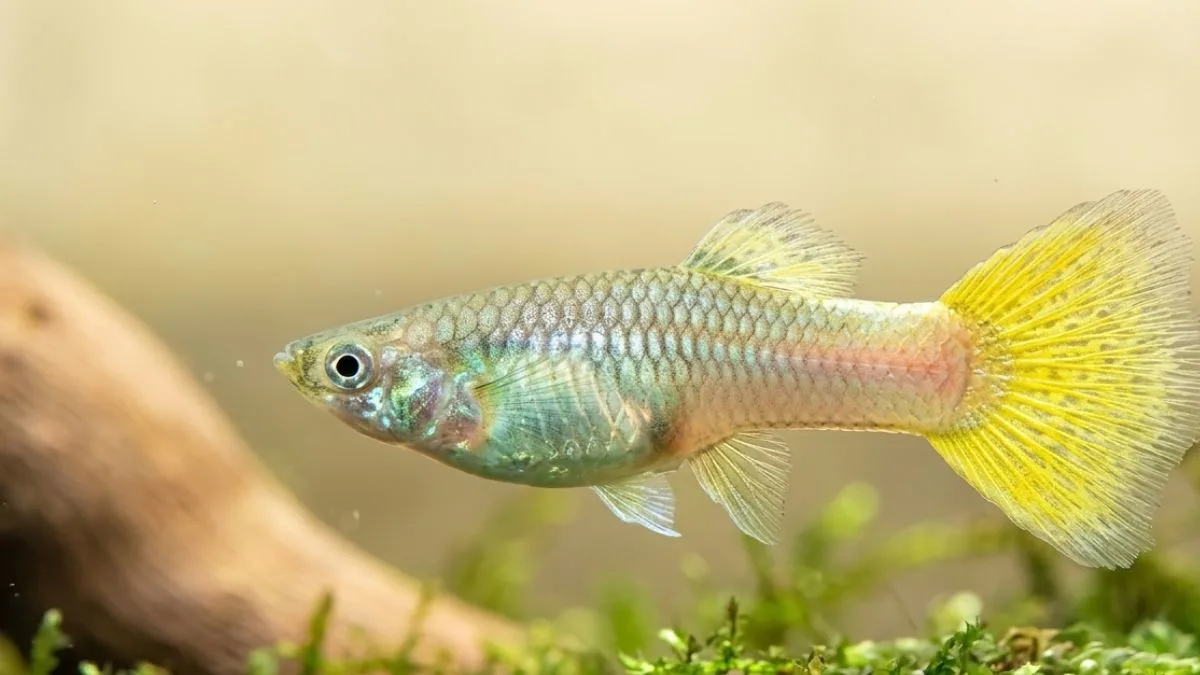 gambar-ikan-guppy-yellow-micarif (2) Gambar ikan guppy yeloow micarif