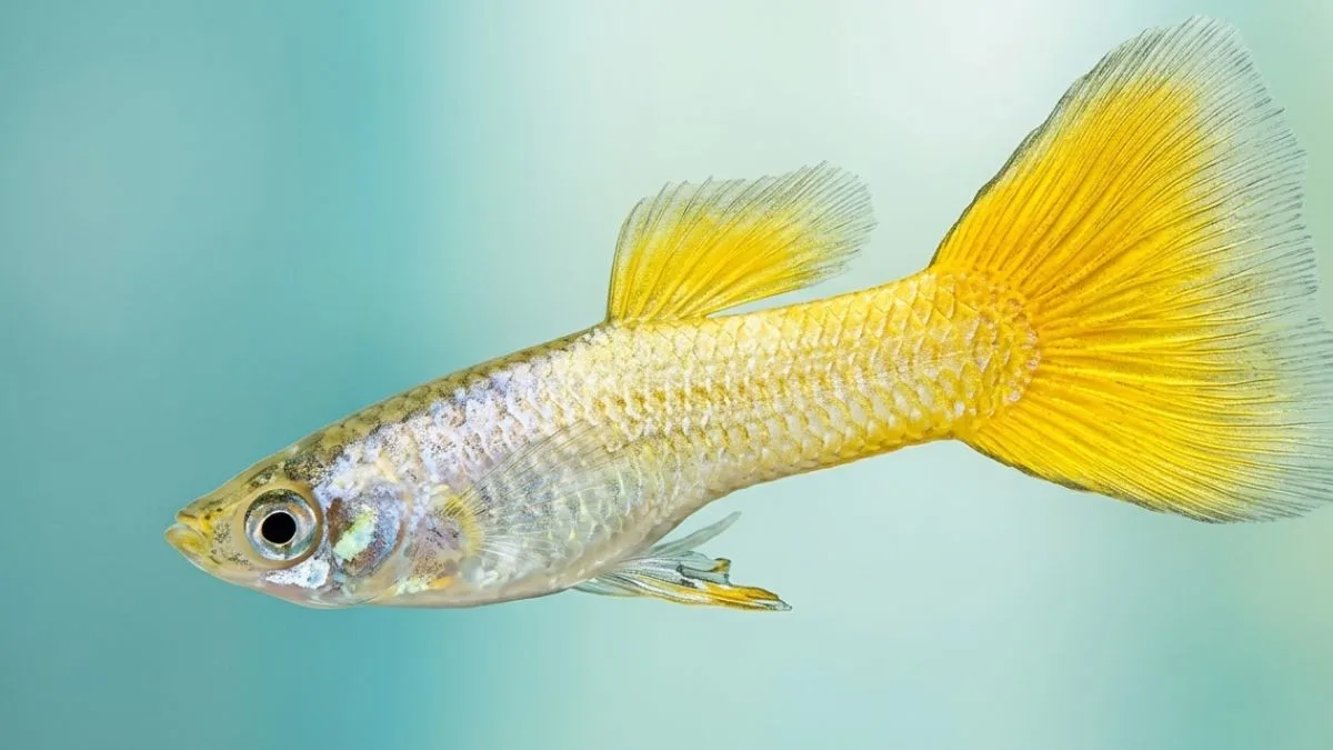 gambar-ikan-guppy-yellow-micarif (3) Gambar ikan guppy yeloow micarif