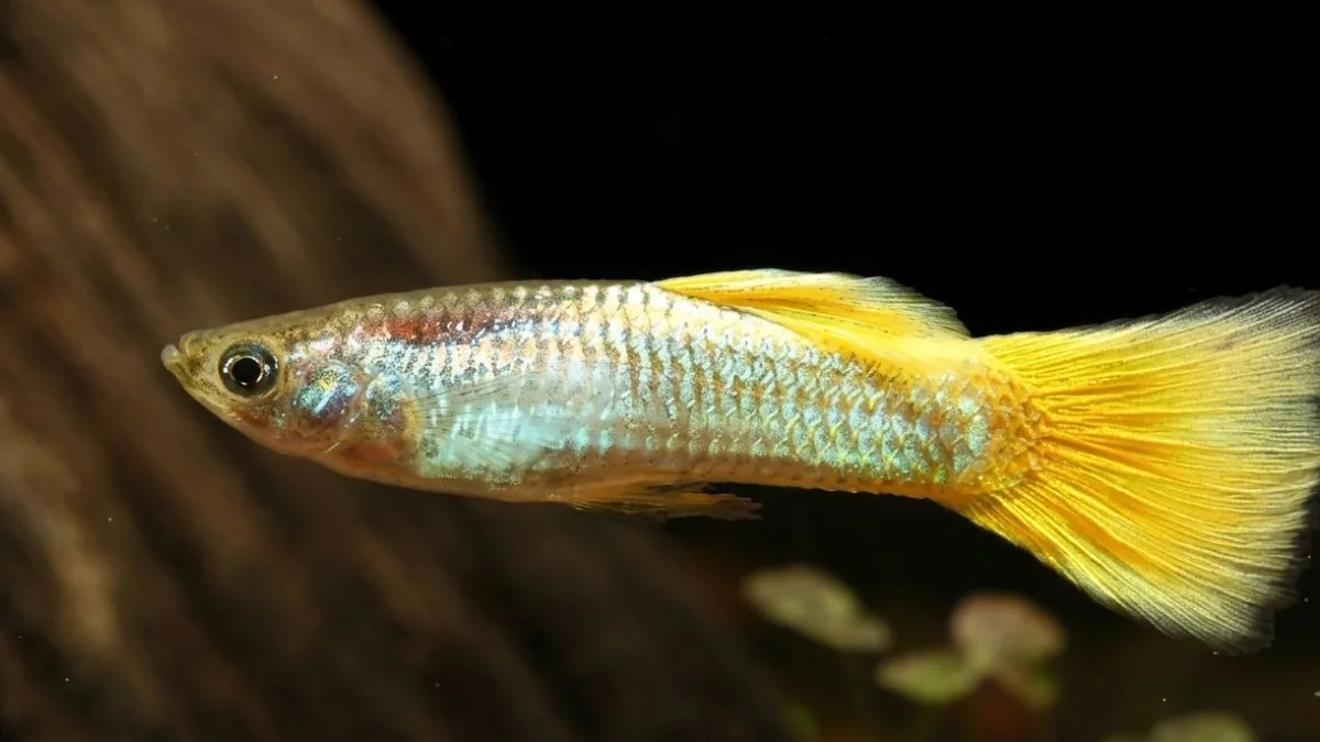 gambar-ikan-guppy-yellow-micarif (4) Gambar ikan guppy yeloow micarif