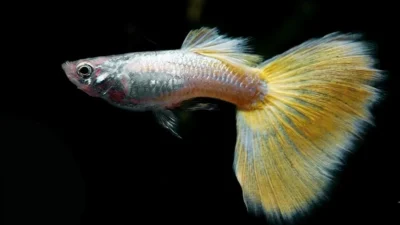 Gambar ikan guppy yeloow micarif