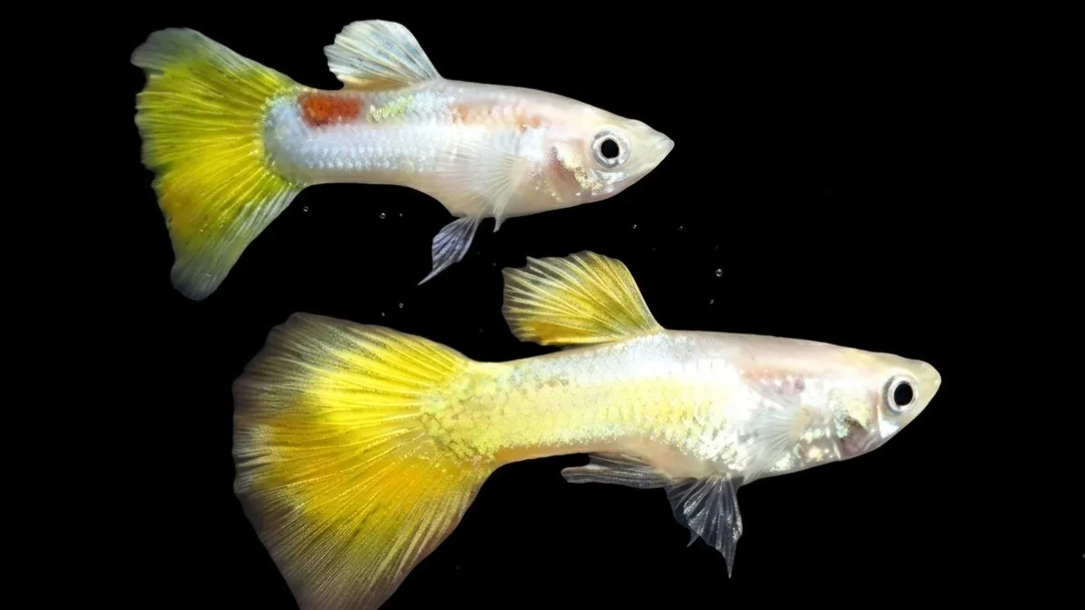 gambar-ikan-guppy-yellow-micarif (5) Gambar ikan guppy yeloow micarif