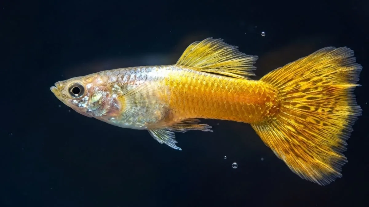 gambar-ikan-guppy-yellow-micarif (6) Gambar ikan guppy yeloow micarif