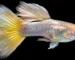 Gambar ikan guppy yeloow micarif