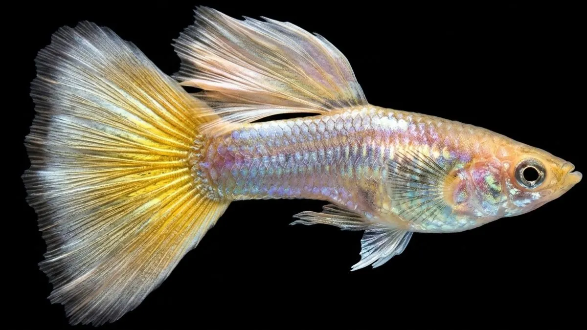 gambar-ikan-guppy-yellow-micarif (7) Gambar ikan guppy yeloow micarif
