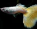 Gambar ikan guppy yeloow micarif
