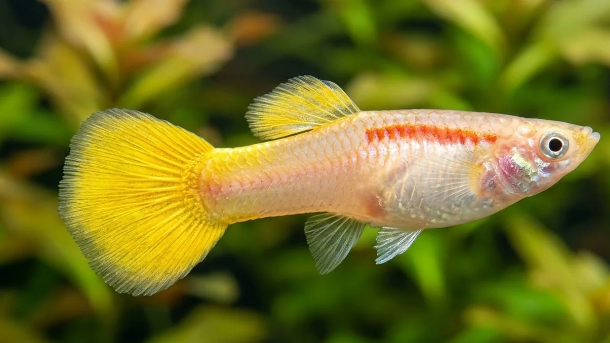 gambar-ikan-guppy-yellow-micarif (8) Ikan guppy yellow micarif