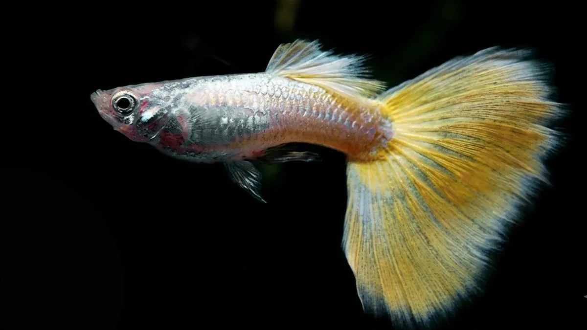 Gambar ikan guppy yeloow micarif