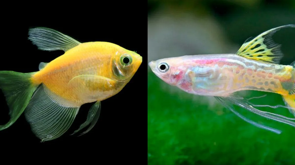 Gambarr ikan hias guppy dan glofish