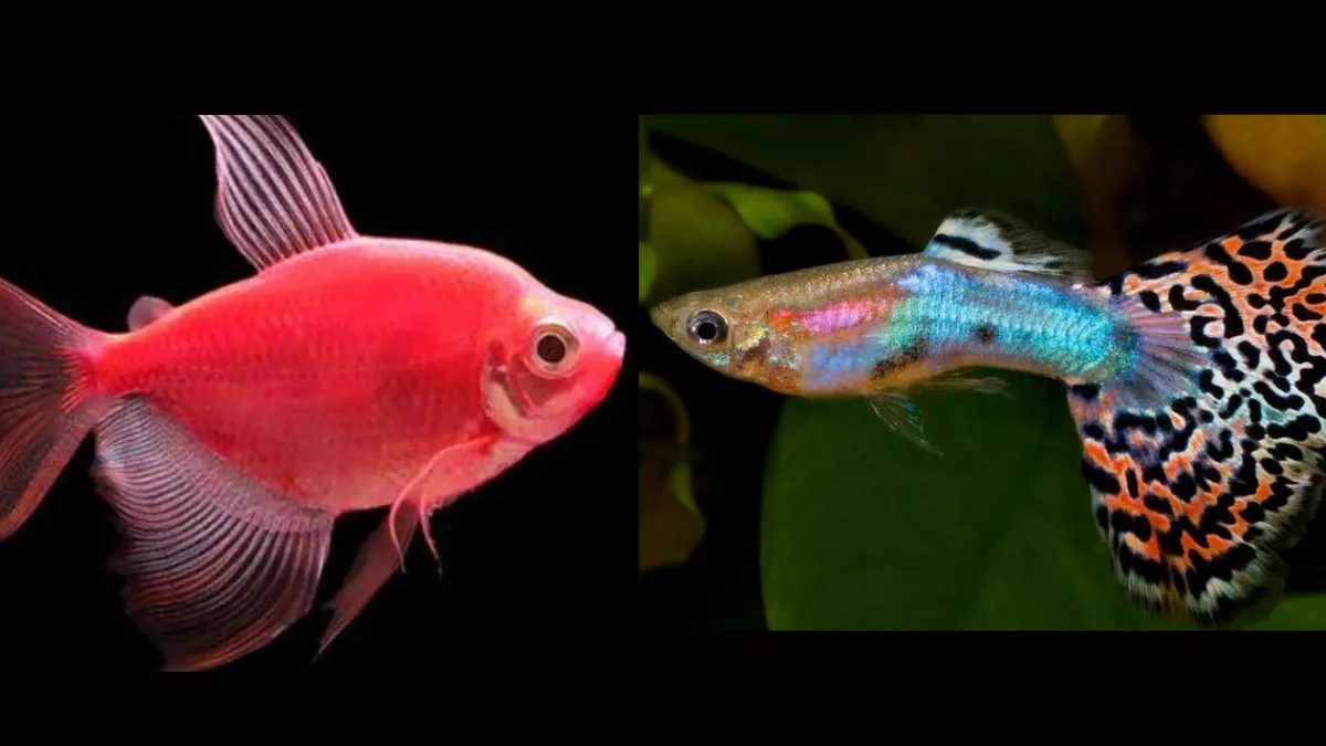 Gambarr ikan hias guppy dan glofish