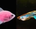 Gambar ikan hias guppy dan glofish