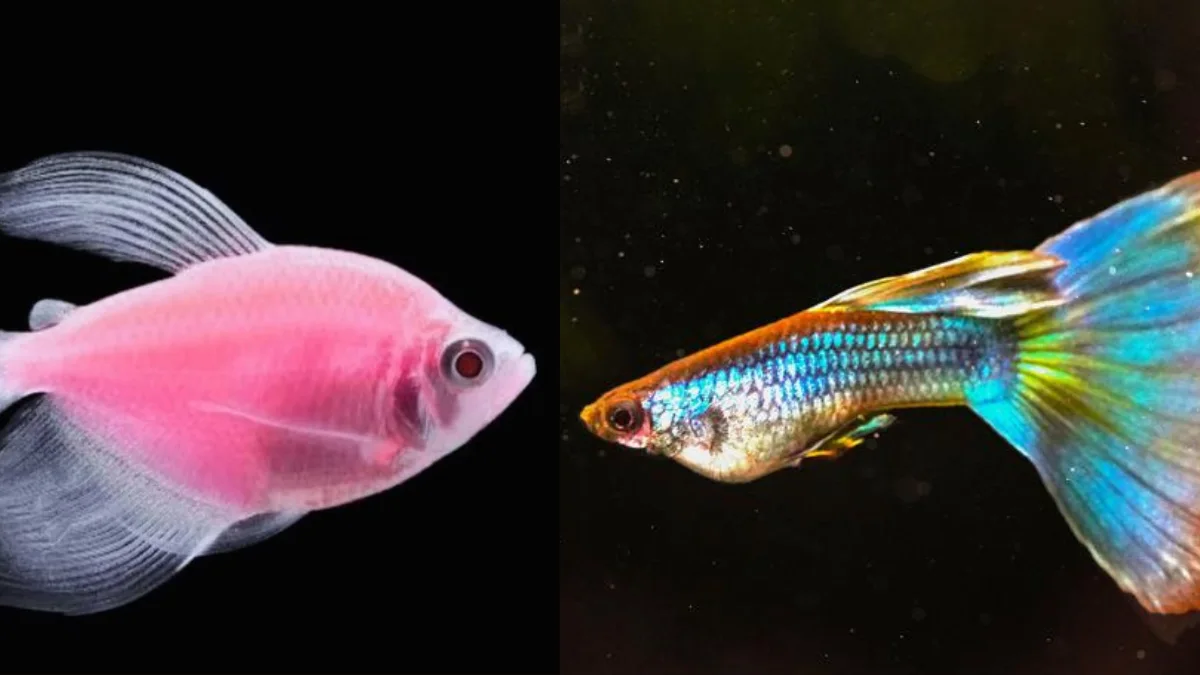 Gambar ikan hias guppy dan glofish