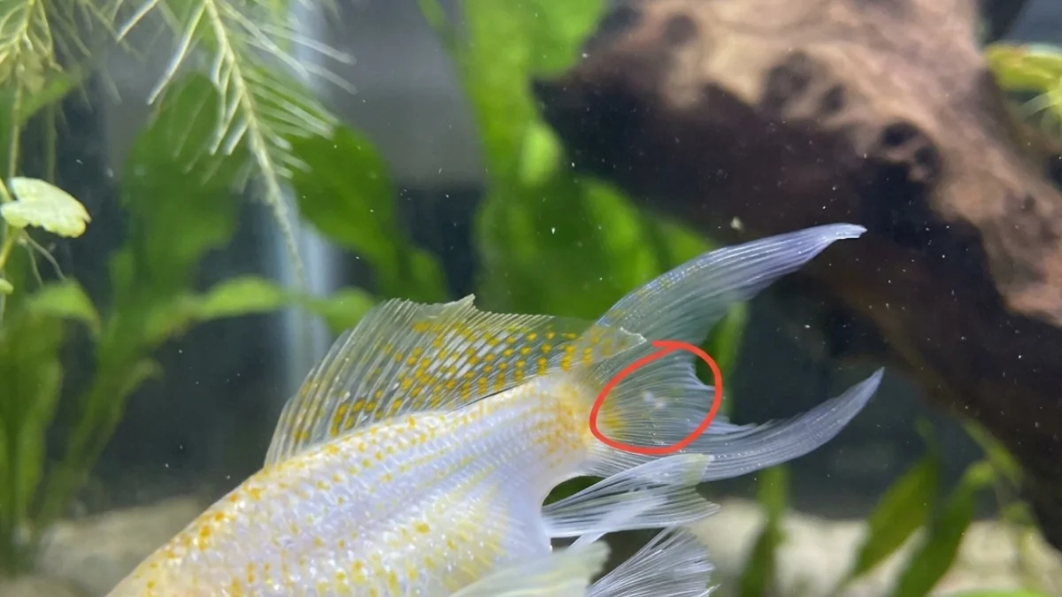 gambar-ikan-hias-molly-terkena-white-spot (1) Gambar ikan hias molly terkena white spots ich