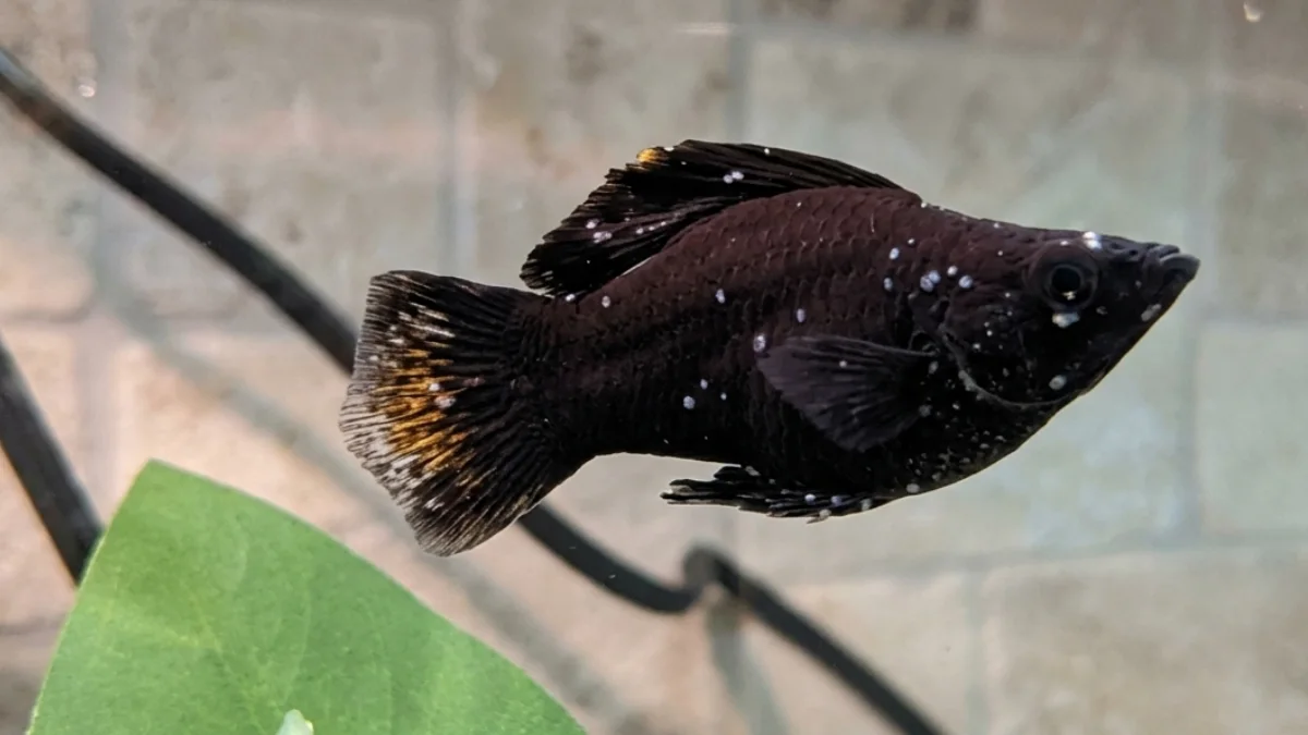 gambar-ikan-hias-molly-terkena-white-spot (2) Gambar ikan hias molly terkena white spots ich
