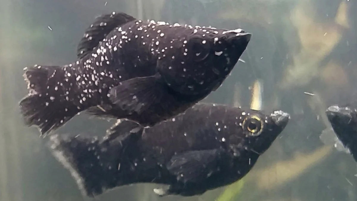 gambar-ikan-hias-molly-terkena-white-spot (3) Gambar ikan hias molly terkena white spots ich