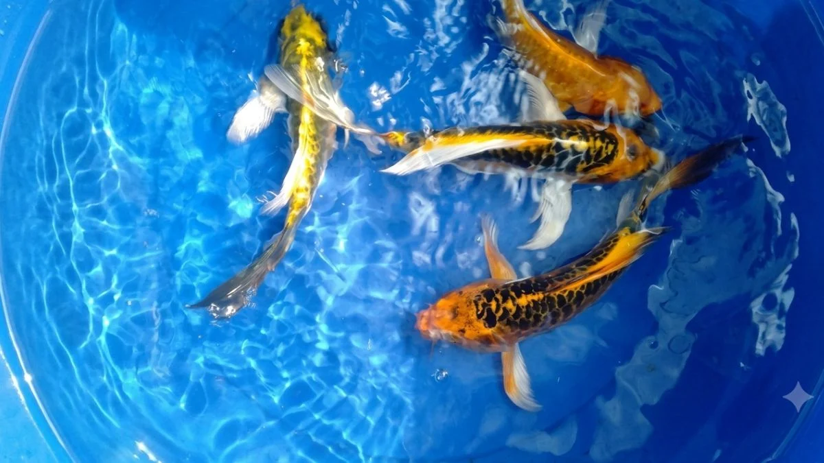 gambar-ikan-koi-kabuto-slayer (1) gambar ikan koi kabuto slayer