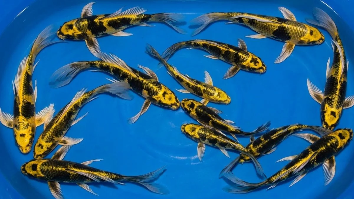 gambar-ikan-koi-kabuto-slayer (2) gambar ikan koi kabuto slayer