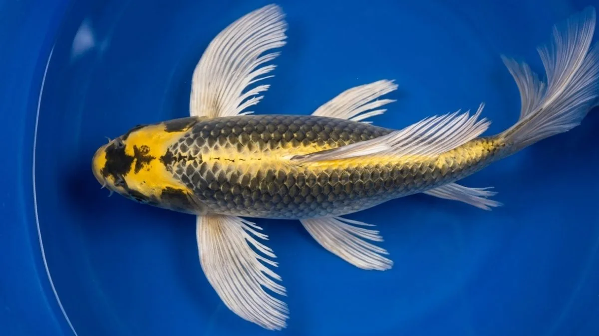 gambar-ikan-koi-kabuto-slayer (3) Gambar ikan koi kabuto