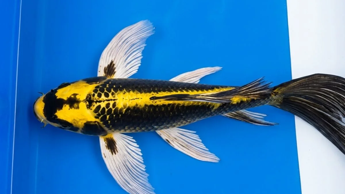 gambar-ikan-koi-kabuto-slayer (4) gambar ikan koi kabuto slayer