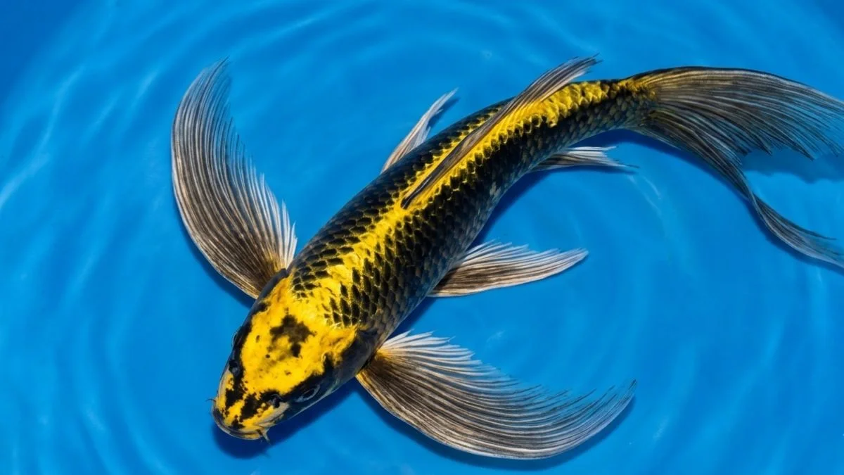 gambar-ikan-koi-kabuto-slayer (5) gambar ikan koi kabuto slayer