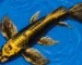 gambar ikan koi kabuto slayer